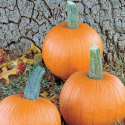 Dynia Gomez F1 1000 nasion EliSem st